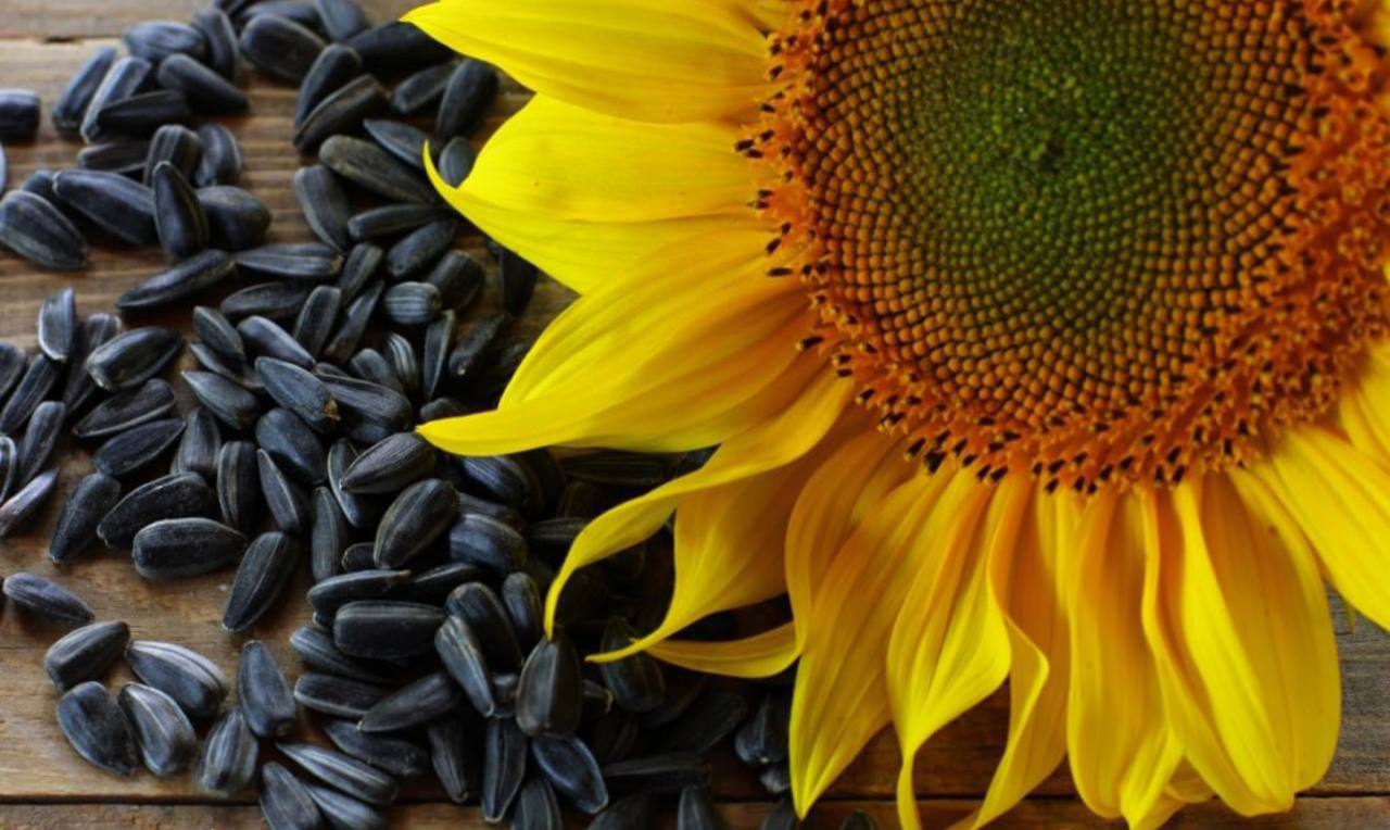 Nevjerovatne prednosti sjemenki suncokreta!